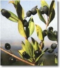 Mirto