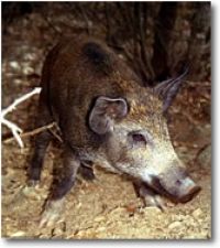 Cinghiale