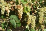 Il vino