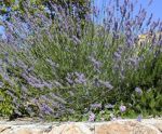 La Lavanda
